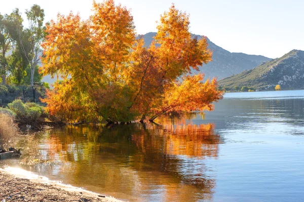 Canlı altın sonbahar ağacı dalları, sakin Perris Gölü 'nün üzerine uzanır ve arka planda dağlarla birlikte sakin sularda canlı renkler yansıtır..