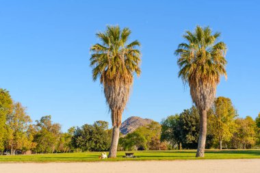 İki yüksek palmiye ağacı, Perris Eyaleti dinlenme bölgesinde parlak mavi bir gökyüzünün altında uzak dağları olan canlı yeşil çimlerin üzerinde görkemli bir şekilde duruyor..