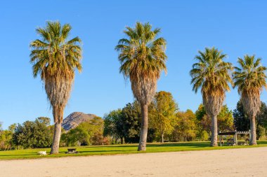 Dört tüylü palmiye ağacı güneşli bir günde, Perris Gölü 'nde açık mavi gökyüzünün altında uzanan bir köpek ve piknik konforu ile uzanan çimenli bir alanda sıralanır..