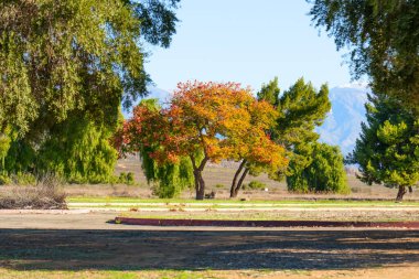Canlı ağaç, Perris Eyaleti Dinlenme Bölgesi 'ndeki uzak dağların zemininde yemyeşil yapraklarla çerçevelenmiş sonbahar renklerini gösteriyor.