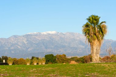 Güney Kaliforniya manzarasında, parlak mavi gökyüzünün altındaki görkemli kar örtülü dağlara karşı ön planda uzun bir palmiye ağacı bulunur..