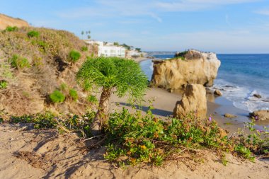 Çarpıcı sulu bitkiler, El Matador Eyalet Sahili 'nde kumlu bir kayalık sunar, ikonik deniz yığınları, geniş Pasifik Okyanusu ve uzak Malibu mimarisi sergilenir..