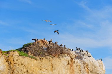 Karabataklar ve martılar gibi deniz kuşları engebeli, bitkisel bir deniz yığınını işgal eder. Bazıları tünemiş, bazıları ise bulutlarla kaplı mavi gökyüzüne karşı uçar..