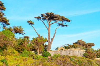 Selvi ağaçları ve kıyı çiçekleri güneşli bir yamaç örtüsü, kırsal ahşap bir çiti ve berrak mavi gökyüzünün altındaki kemerli taş girişi gözler önüne seriyor..
