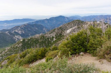 San Gabriel Dağları 'ndaki bir yürüyüş yolunun kenarından manzara, yemyeşil çalılar ve engebeli dağ sırtlarının manzarasını çerçeveleyen sert beyaz ölü ağaçlar..