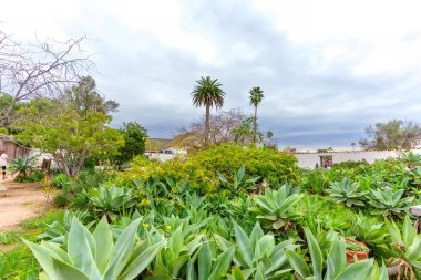 San Diego, California - 30 Aralık 2025: Canlı San Diego botanik bahçesi bulutlu bir gökyüzünün altında yemyeşil bir bitki koleksiyonu ve yükselen palmiye ağaçları sunar..