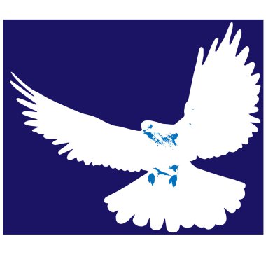 beyaz güvercin kuşu,