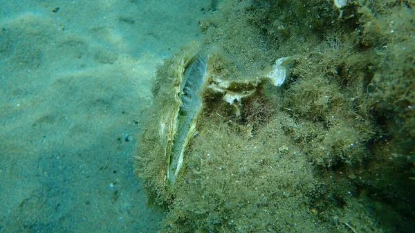 Boş Deniz Kabuğu Istiridye Denizaltı Ege Denizi Yunanistan Halkidiki — Stok fotoğraf