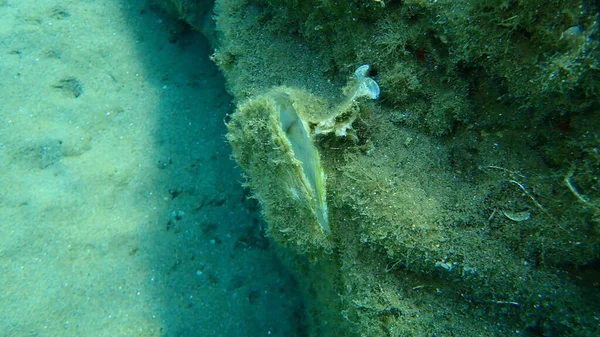 Kosong Kerang Dari Bawah Laut Tiram Laut Aegea Yunani Halkidiki — Stok Foto