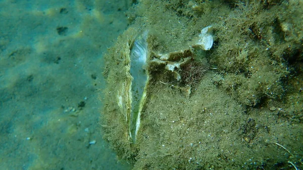 Concha Marinha Vazia Uma Ostra Submarina Mar Egeu Grécia Halkidiki — Fotografia de Stock