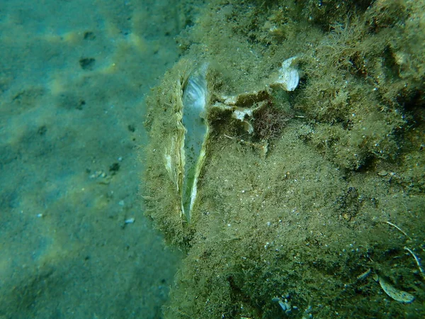 Lege Schelp Van Een Oester Onderzee Egeïsche Zee Griekenland Halkidiki — Stockfoto