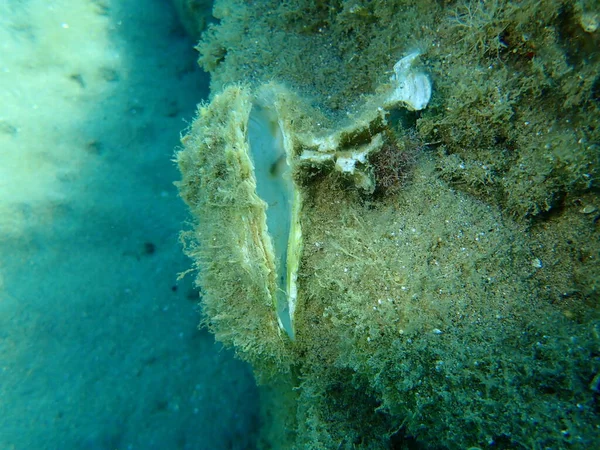希腊爱琴海Halkidiki海底牡蛎的空贝壳 — 图库照片