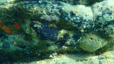 Deniz altı istiridye süngeri veya turuncu kabuklu sünger (Crambe crambe crambe), kokuşmuş sünger (Ircinia variabilis) ve siyah deri sünger (Sarcotragus spinulosus), Ege Denizi, Yunanistan, Halkidiki