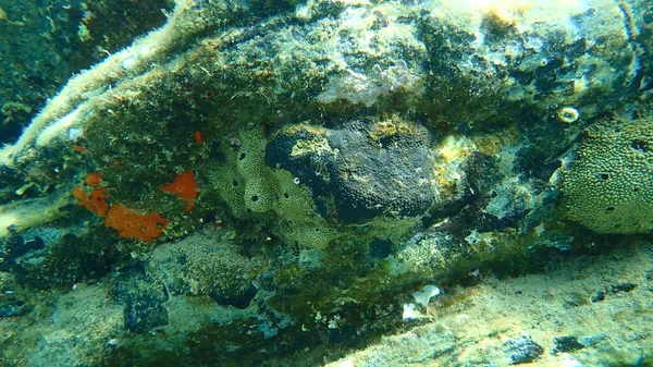 Oyster Sponge Orange Red Encrusting Sponge Crambe Crambe Stinker Sponge — 图库照片