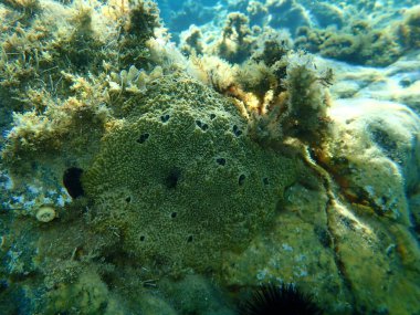 Deniz süngeri (Ircinia variabilis) deniz altı, Ege Denizi, Yunanistan, Halkidiki