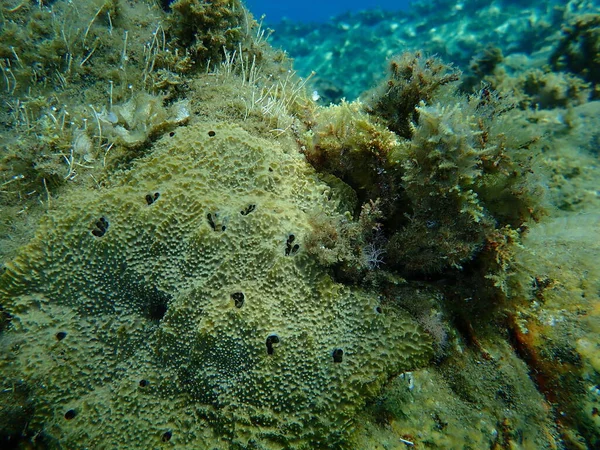 Meeresschwamm Stinker Schwamm Ircinia Variabilis Unter Wasser Ägäis Griechenland Chalkidiki — Stockfoto