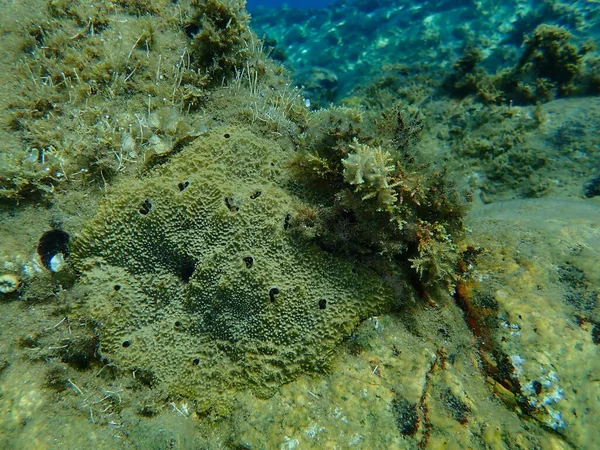 Havssvamp Ircinia Variabilis Vatten Egeiska Havet Grekland Halkidiki — Stockfoto