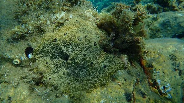 Deniz Süngeri Ircinia Variabilis Deniz Altı Ege Denizi Yunanistan Halkidiki — Stok fotoğraf