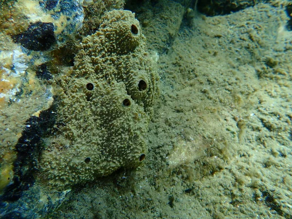 Esponja Mar Esponja Fedorenta Ircinia Variabilis Submarino Mar Egeu Grécia — Fotografia de Stock