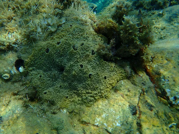 Gąbka Morska Ircinia Variabilis Podmorska Morze Egejskie Grecja Halkidiki — Zdjęcie stockowe