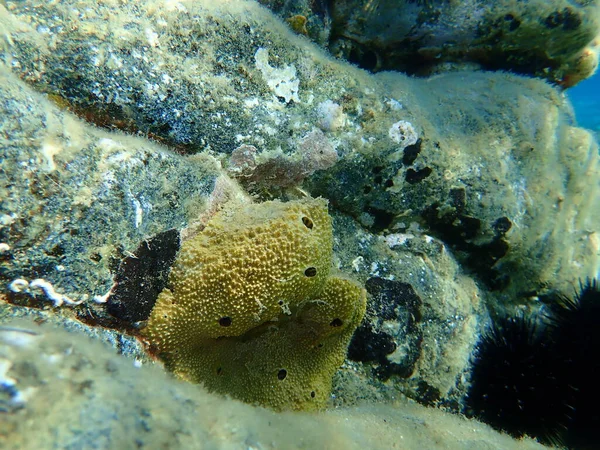 Esponja Mar Esponja Fedorenta Ircinia Variabilis Submarino Mar Egeu Grécia — Fotografia de Stock