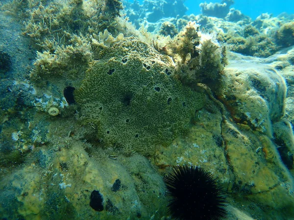Esponja Apestosa Del Mar Ircinia Variabilis Bajo Mar Mar Egeo — Foto de Stock