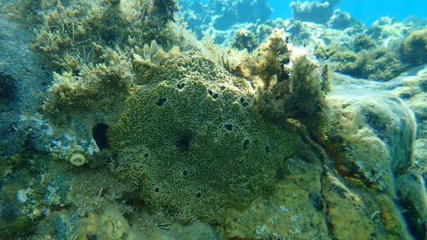 Sea sponge stinker sponge (Ircinia variabilis) undersea, Aegean Sea, Greece, Halkidiki