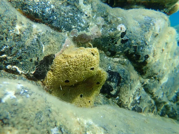 Esponja Mar Esponja Fedorenta Ircinia Variabilis Submarino Mar Egeu Grécia — Fotografia de Stock