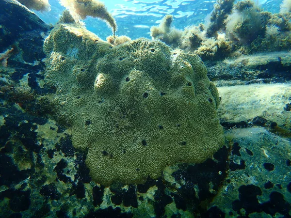 Sea sponge stinker sponge (Ircinia variabilis) undersea, Aegean Sea, Greece, Halkidiki