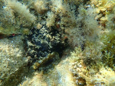 Deniz süngeri (Sarcotragus foetidus) deniz altı, Ege Denizi, Yunanistan, Halkidiki