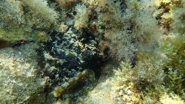 Deniz süngeri (Sarcotragus foetidus) deniz altı, Ege Denizi, Yunanistan, Halkidiki