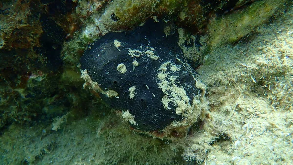 Esponja Marina Oscura Sarcotragus Foetidus Bajo Mar Mar Egeo Grecia — Foto de Stock