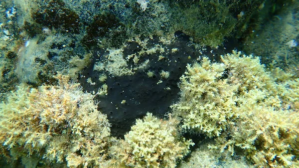 Esponja Mar Esponja Picada Escura Sarcotragus Foetidus Submarino Mar Egeu — Fotografia de Stock