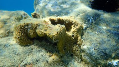 Deniz süngeri kokuşmuş sünger (Sarcotragus sp. Fasikulatus var.) Deniz altı, Ege Denizi, Yunanistan, Halkidiki