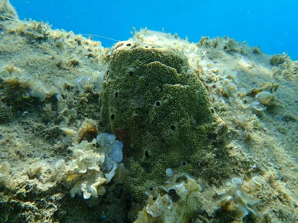 Морская Губка Вонючая Губка Sarcotragus Fasciculatus Var Подводное Эгейское Море — стоковое фото