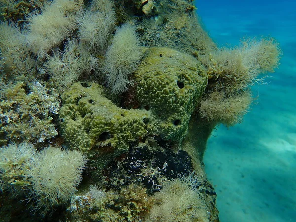 Deniz Süngeri Kokuşmuş Sünger Sarcotragus Fasikulatus Var Deniz Altı Ege — Stok fotoğraf