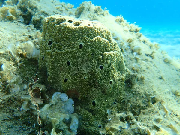 Sea sponge stinking sponge (Sarcotragus sp. fasciculatus var.) undersea, Aegean Sea, Greece, Halkidiki