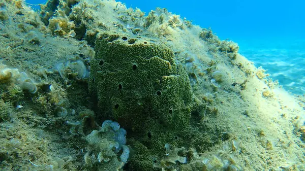 Esponja Marinha Esponja Fedorenta Sarcotragus Fasciculatus Var Submarino Mar Egeu — Fotografia de Stock