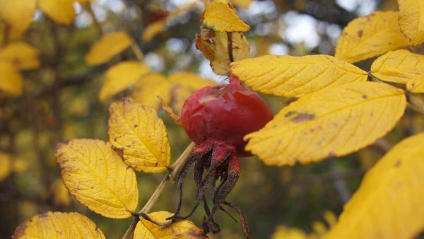 Beere Der Rugosa Rose Oder Strandrose Oder Ramanas Rose Rosa — Stockfoto