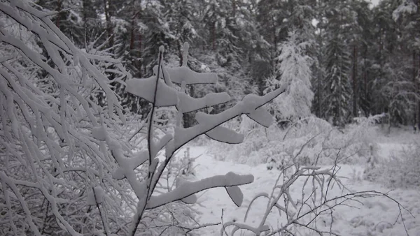 Atemberaubender Blick Auf Den Wald Einem Klaren Und Verschneiten Wintertag — Stockfoto