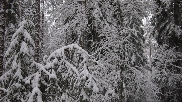 Ohromující Výhled Les Mrazivého Sněhobílého Zimního Dne Estonsko — Stock fotografie