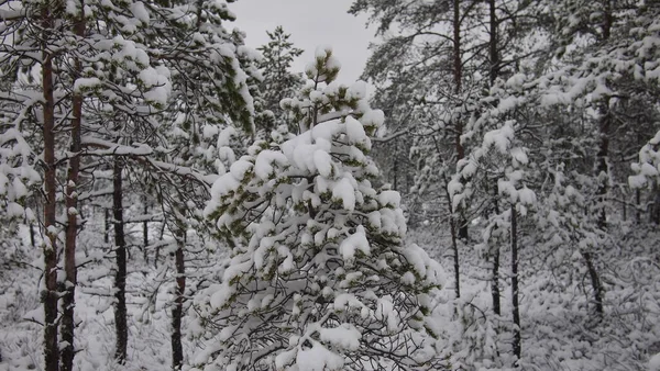 Ohromující Výhled Les Mrazivého Sněhobílého Zimního Dne Estonsko — Stock fotografie