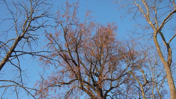 Couronnes Arbres Dans Magnifiques Couleurs Automne Sur Ciel Bleu Frais — Photo