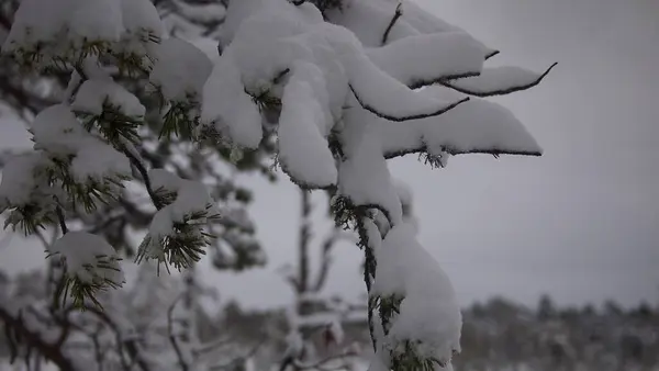 에스토니아 눈덮인 소나무로 대기권 — 스톡 사진