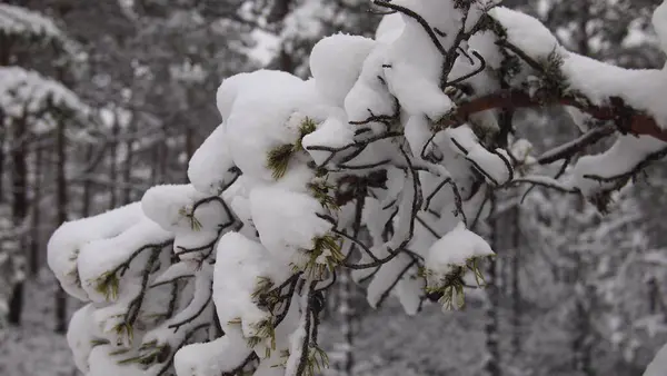 Atmosférické Zblízka Lesa Plného Sněhem Pokrytých Borovic Estonsko — Stock fotografie