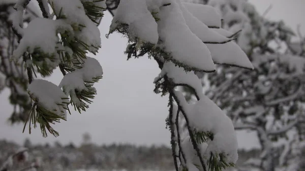 Atmospheric Close Forest Filled Snow Covered Pine Trees Estonia — Stock Photo, Image