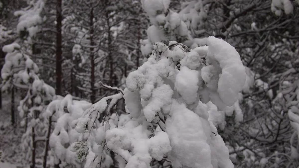 Atmosphärische Nahaufnahme Eines Waldes Mit Schneebedeckten Kiefern Estland — Stockfoto