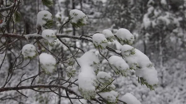 Atmosphärische Nahaufnahme Eines Waldes Mit Schneebedeckten Kiefern Estland — Stockfoto