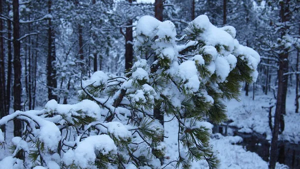 Atmosférické Zblízka Lesa Plného Sněhem Pokrytých Borovic Estonsko — Stock fotografie