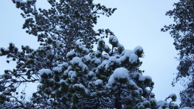 Soğuk ve karlı bir kış gününde çarpıcı orman manzarası, Estonya